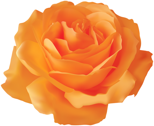 Orange Rose Transparent PNG Clip Art Image | Gallery Yopriceville ...