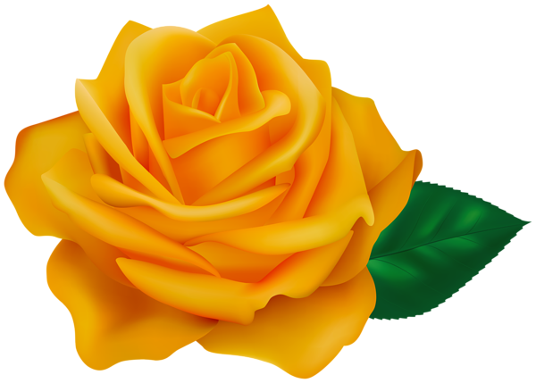 This png image - Orange Rose Transparent PNG Clipart, is available for free download
