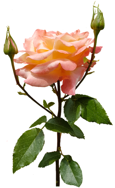 Orange Rose Transparent PNG Image | Gallery Yopriceville - High-Quality ...