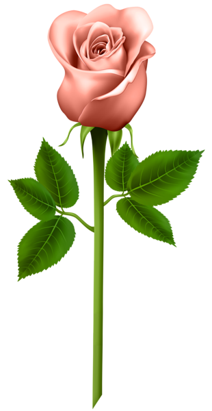 This png image - Orange Rose Transparent PNG Image, is available for free download