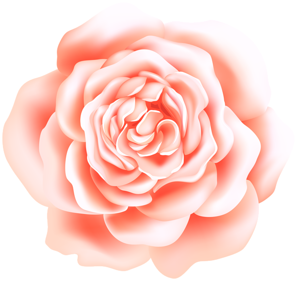 This png image - Peach Rose Deco Transparent Image, is available for free download