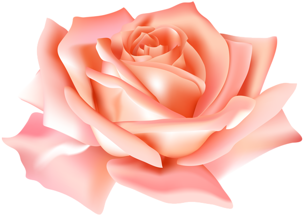 This png image - Peach Rose Flower PNG Clip Art Image, is available for free download