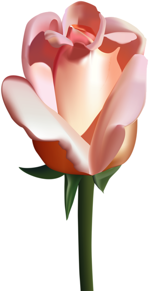 This png image - Peach Rose PNG Clip Art Image, is available for free download