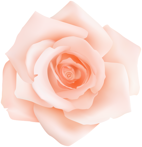 This png image - Peach Rose Transparent Clip Art, is available for free download