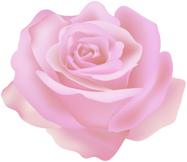 This png image - Pink Beautiful Rose Transparent Clipart, is available for free download