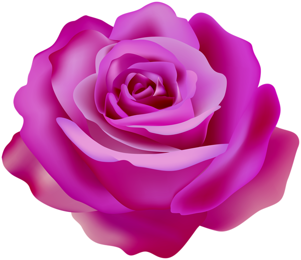This png image - Pink Beautiful Rose Transparent PNG Clipart, is available for free download