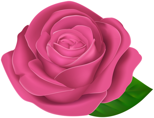 This png image - Pink Beautiful Rose with Leaf PNG Clipart, is available for free download