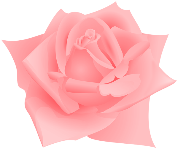 Pink Color Rose Flower PNG Clipart | Gallery Yopriceville - High ...