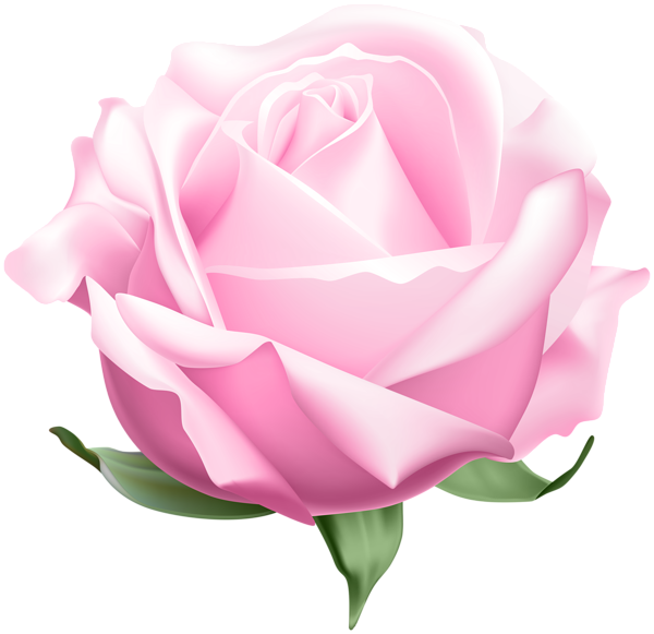 This png image - Pink Open Rose PNG Clipart, is available for free download