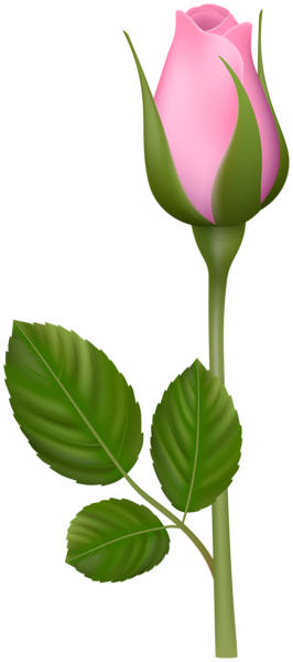 This png image - Pink Rose Bud PNG Clipart, is available for free download