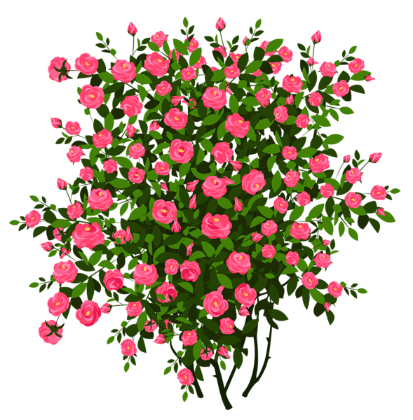 This png image - Pink Rose Bush PNG Clipart Picture, is available for free download