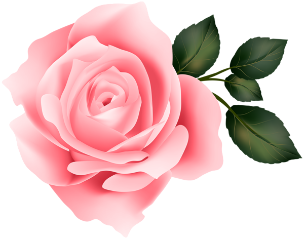 Pink Rose Clip Art Image | Gallery Yopriceville - High-Quality Images