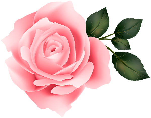 This png image - Pink Rose Clip Art Image, is available for free download