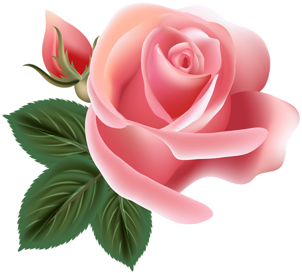 This png image - Pink Rose Clip Art PNG Image, is available for free download