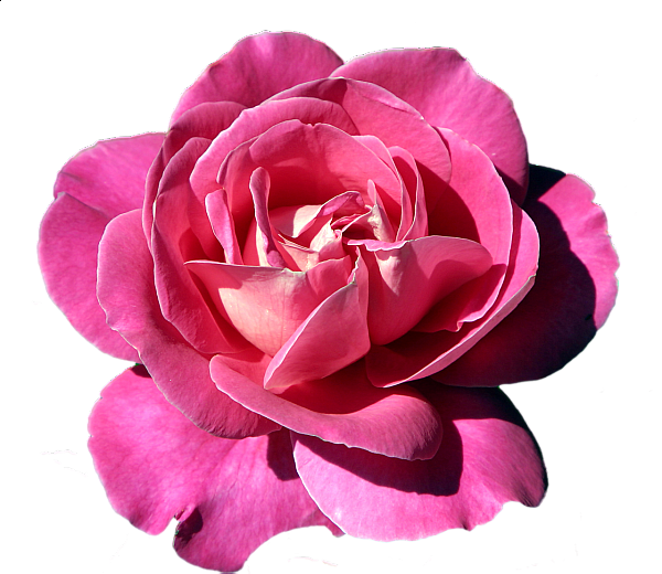 This png image - Pink Rose Clipart, is available for free download