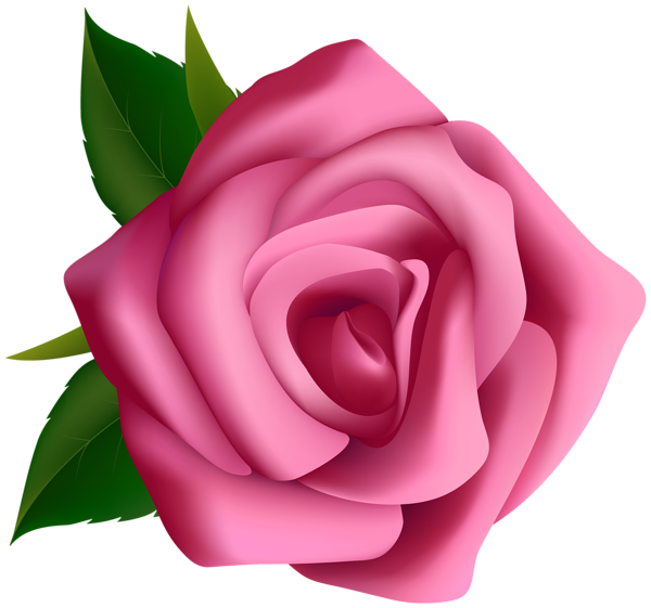 This png image - Pink Rose Clipart PNG Image, is available for free download