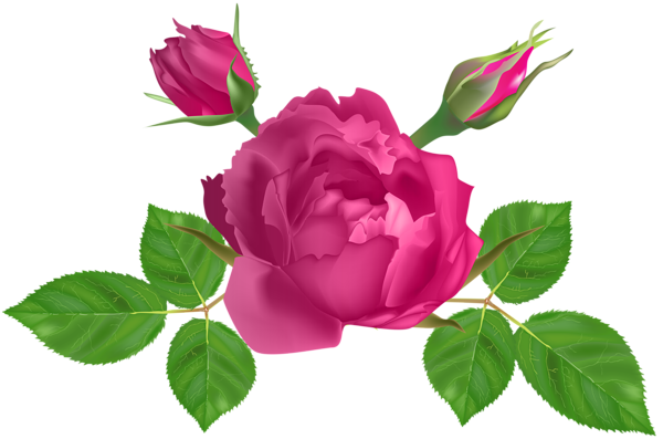 This png image - Pink Rose Deco PNG Clip Art Image, is available for free download