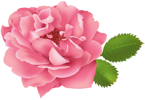 This png image - Pink Rose Flower Bush PNG Clip Art Image, is available for free download