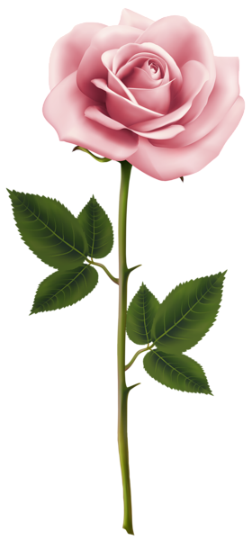 This png image - Pink Rose PNG Clip Art Image, is available for free download
