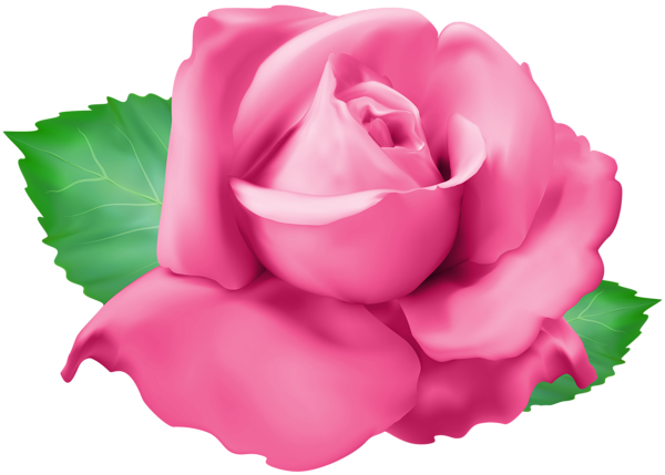 This png image - Pink Rose PNG Clip Art Transparent Image, is available for free download