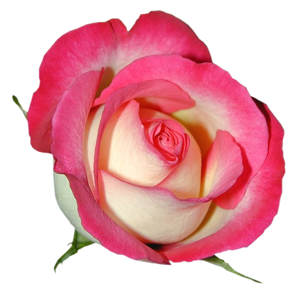 This png image - Pink Rose PNG Clipart Image, is available for free download