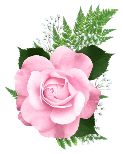 This png image - Pink Rose PNG Transparent Picture, is available for free download