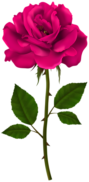 Pink Rose Stem PNG Transparent Clipart | Gallery Yopriceville - High ...