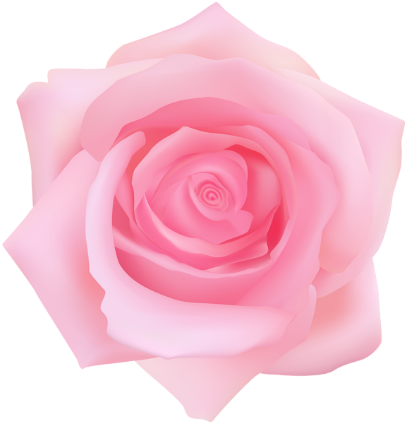 Pink Rose Transparent Clip Art | Gallery Yopriceville - High-Quality