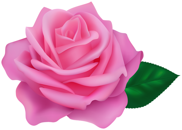 This png image - Pink Rose Transparent Clipart, is available for free download