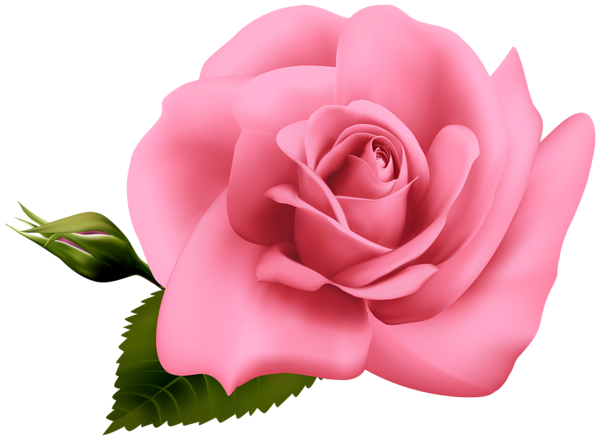 This png image - Pink Rose Transparent Clipart Image, is available for free download