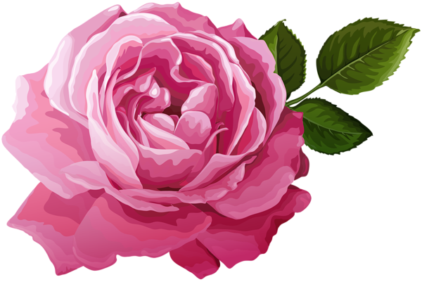 This png image - Pink Rose Transparent Image, is available for free download
