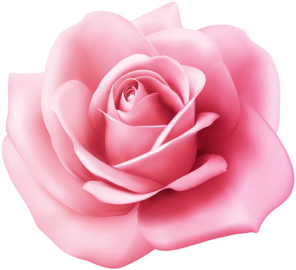 pink rose transparent image