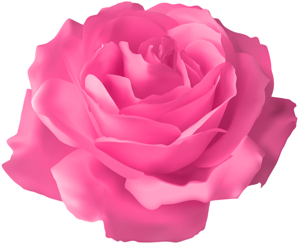 This png image - Pink Rose Transparent PNG Clip Art Image, is available for free download