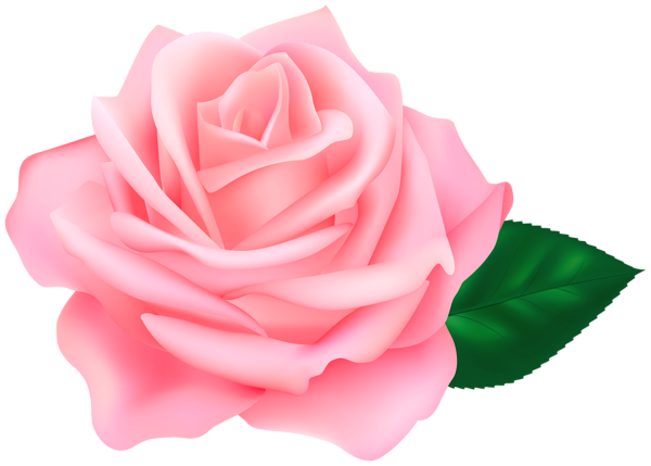 This png image - Pink Rose Transparent PNG Clipart, is available for free download