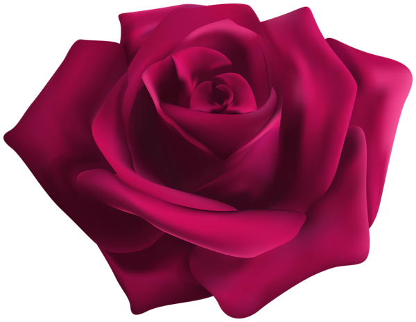This png image - Pink Rose Transparent PNG Image, is available for free download