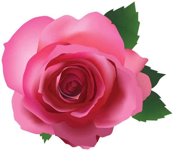 This png image - Pink Rose Transparent PNG Image, is available for free download