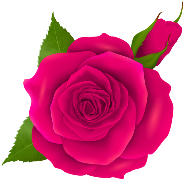 This png image - Pink Rose and Bud Transparent PNG Clip Art, is available for free download