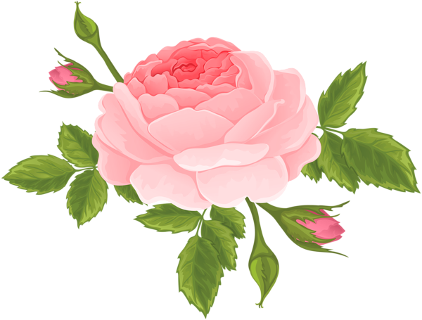 This png image - Pink Rose with Buds PNG Clip Art Image, is available for free download