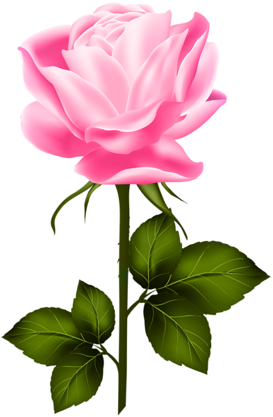 This png image - Pink Rose with Stem PNG Clip Art, is available for free download
