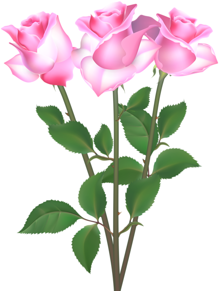 This png image - Pink Roses Transparent Clip Art Image, is available for free download