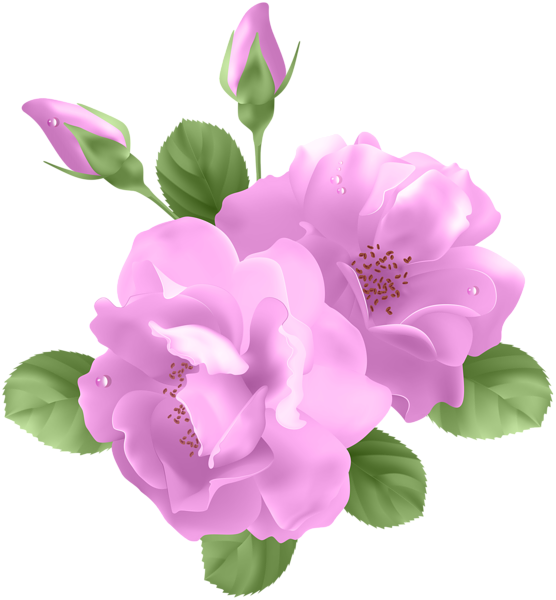 This png image - Pink Roses Transparent PNG Clip Art, is available for free download