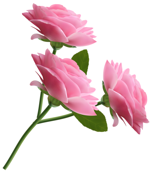 This png image - Pink Roses Transparent PNG Clipart, is available for free download