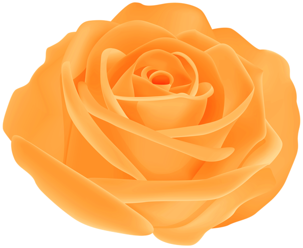 This png image - Pretty Orange Rose PNG Transparent Clipart, is available for free download