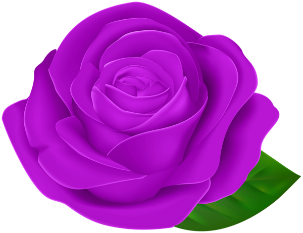 This png image - Purple Beautiful Rose with Leaf PNG Clipart, is available for free download