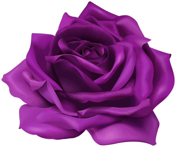 This png image - Purple Flower Rose Transparent Image, is available for free download