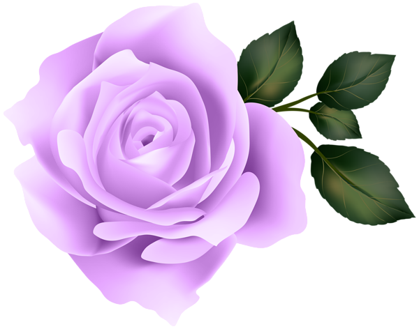 This png image - Purple Rose Clip Art Image, is available for free download