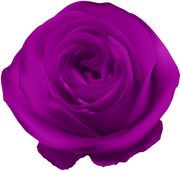 This png image - Purple Rose PNG Clip Art, is available for free download