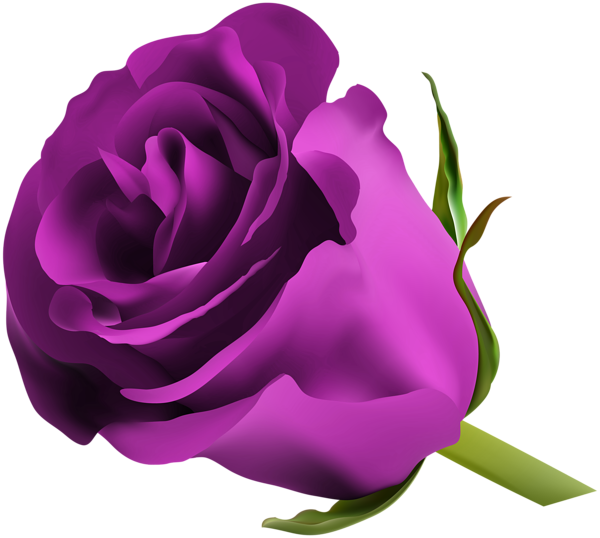 This png image - Purple Rose PNG Clip Art Image, is available for free download