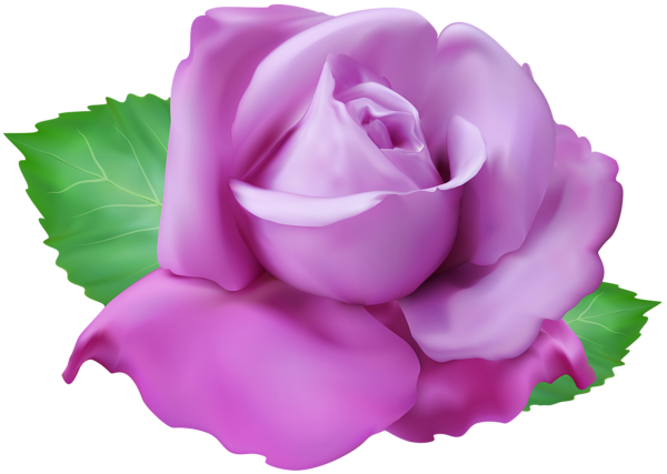 This png image - Purple Rose PNG Clip Art Transparent Image, is available for free download