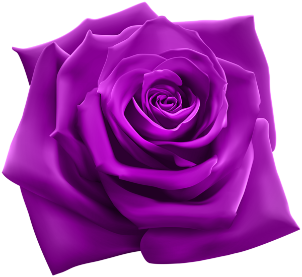 This png image - Purple Rose PNG Clipart Image, is available for free download